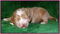 Jetta Parson pups 2 wks old 31