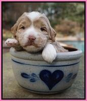 Jetta Parson pups 3 wks old 11