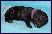 Jetta Parson newborn pups 31