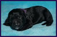 Jetta Parson newborn pups 41