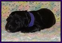 Jetta Parson pups 1 week old 41