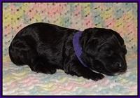 Jetta Parson pups 1 week old 6150
