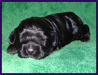 Jetta Parson pups 2 wks old 41