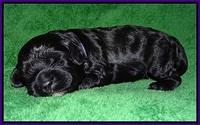Jetta Parson pups 2 wks old 51