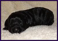 Jetta Parson pups 2 wks old 61