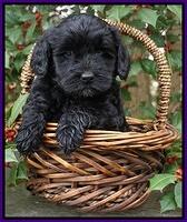 Jetta Parson pups 6 wks old 71