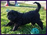 Jetta Parson pups 7 weeks old 61
