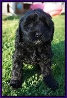 Jetta Parson pups 7 weeks old 71