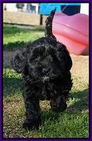 Jetta Parson pups 7 weeks old 81