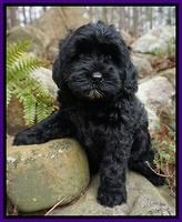 Jetta Parson pups 8 weeks old 1122