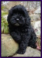 Jetta Parson pups 8 weeks old 4122