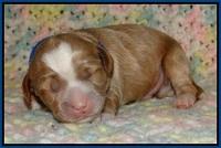 Jetta Parson pups 1 week old 61