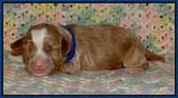Jetta Parson pups 1 week old 71
