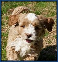 Jetta Parson pups 7 weeks old 111