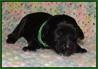 Jetta Parson pups 1 week old 91