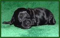 Jetta Parson pups 2 wks old 101
