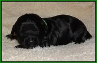 Jetta Parson pups 2 wks old 111