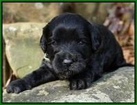 Jetta Parson pups 3 wks old 81