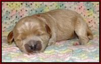 Jetta Parson pups 1 week old 101