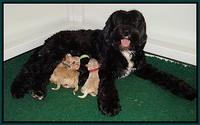 Jetta Parson newborn pups 1122