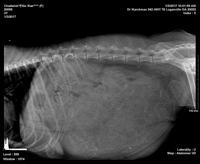 Preg 2 xray 1