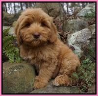 Individual puppy photo gallery