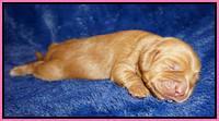 Ellie Flicker pups 1 wk old 11