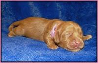 Ellie Flicker pups 1 wk old 21
