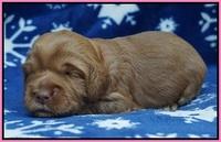 Ellie Flicker pups 2 wks old 11