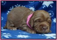 Ellie Flicker pups 2 wks old 21