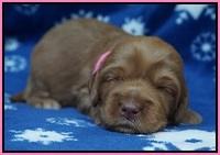 Ellie Flicker pups 2 wks old 31