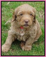 Ellie Flicker pups 5 wks old 31