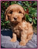 Ellie Flicker pups 6 wks old 11