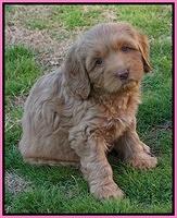 Ellie Flicker pups 6 wks old 41