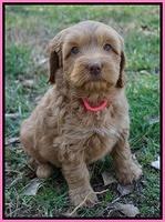 Ellie Flicker pups 6 wks old 61