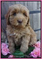 Ellie Flicker pups 7 wks old 21