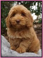Ellie and Flicker pups 8 wks old 31