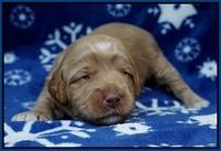 Ellie Flicker pups 2 wks old 41