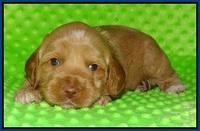 Ellie Flicker pups 3 wks old 71