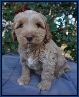 Ellie Flicker pups 6 wks old 71