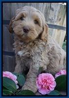 Ellie Flicker pups 7 wks old 41