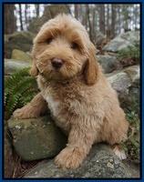 Ellie and Flicker pups 8 wks old 81