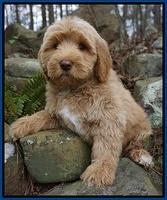 Ellie and Flicker pups 8 wks old 91