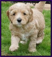 Ellie Flicker pups 5 wks old 181