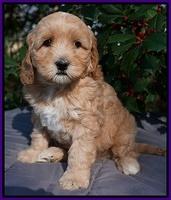 Ellie Flicker pups 6 wks old 121