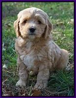 Ellie Flicker pups 6 wks old 151