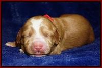 Ellie Flicker pups 1 wk old 151