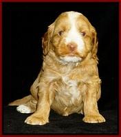 Ellie Flicker pups 4 wks old 81