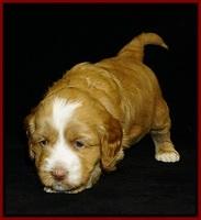 Ellie Flicker pups 4 wks old 91