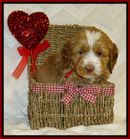 Ellie Flicker pups 5 wks old 191